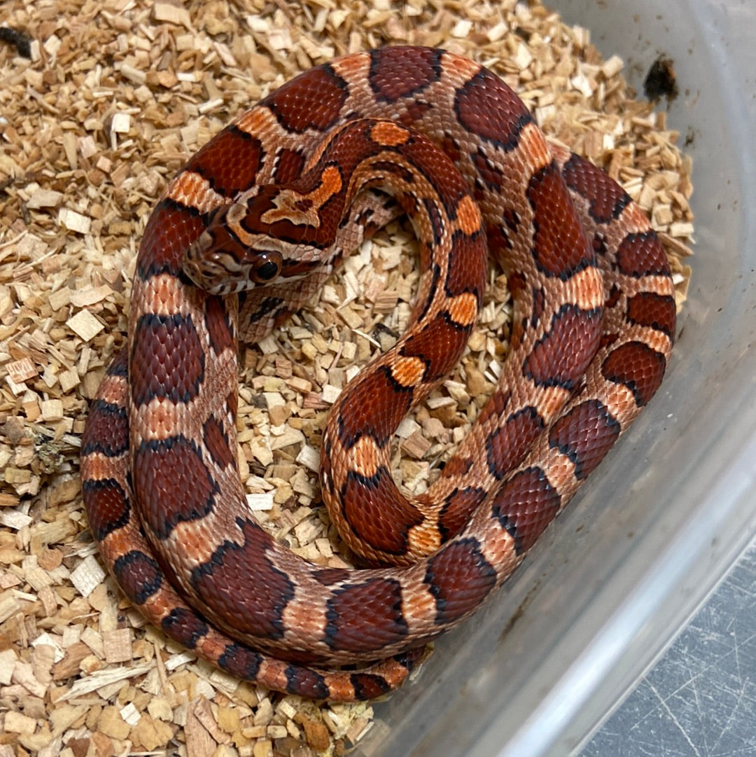 Okeetee Het Scaleless -Cornsnake 2022 M03