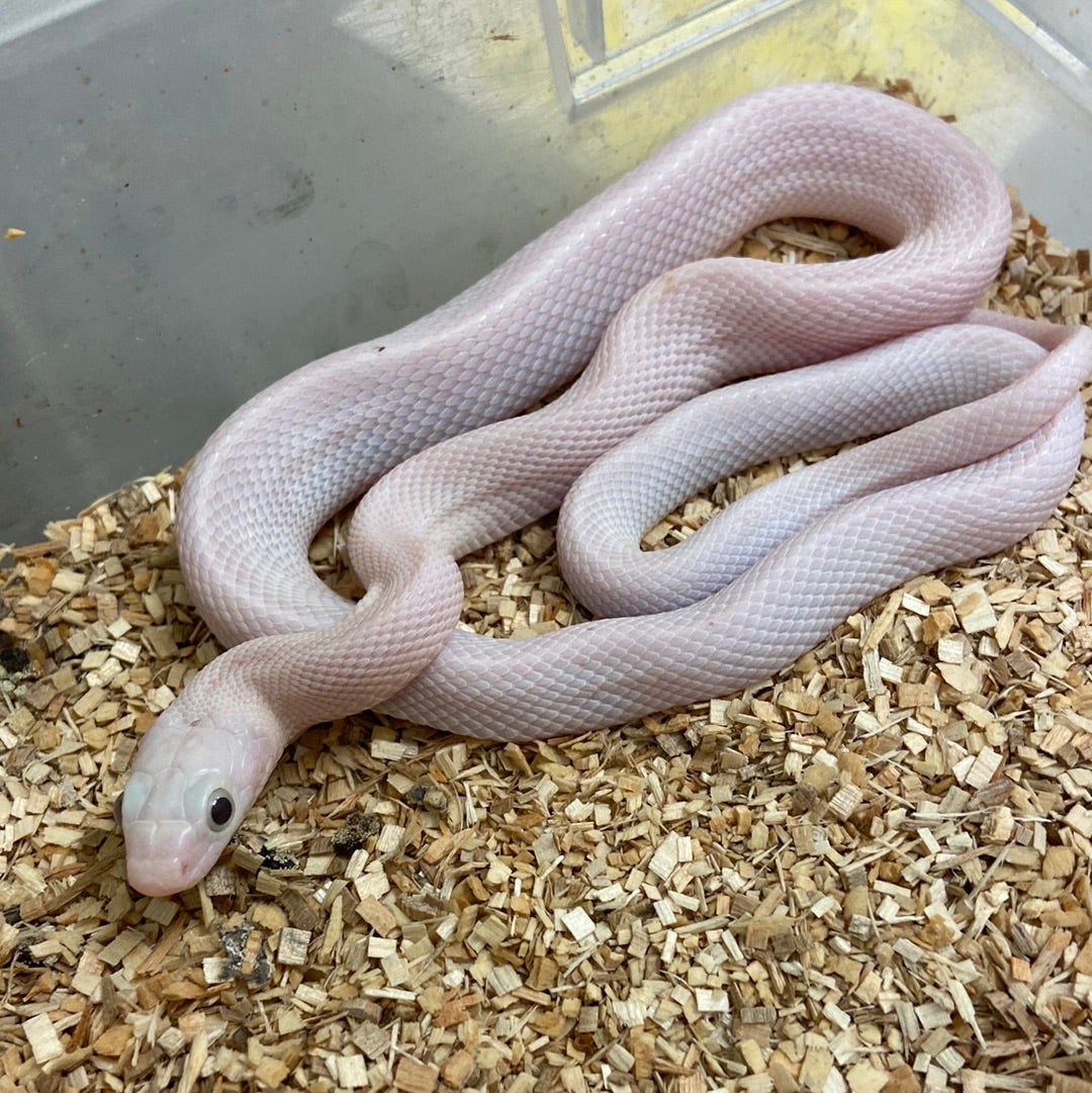 Leucistic Texas Ratsnake 2022 Female F05