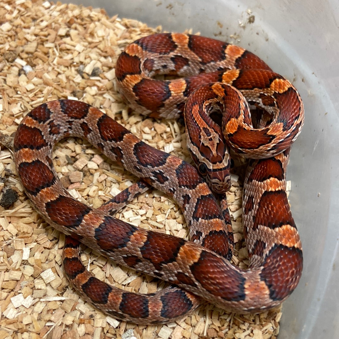 Okeetee Het Scaleless -Cornsnake 2022 F03