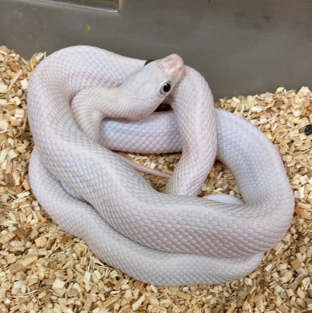 Leucistic Texas Ratsnake 2022 Male M02