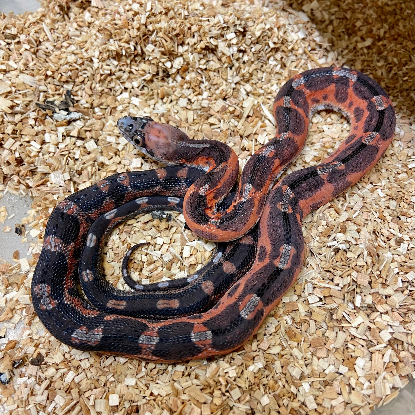 Scaleless Texas Ratsnake Male #2022M16