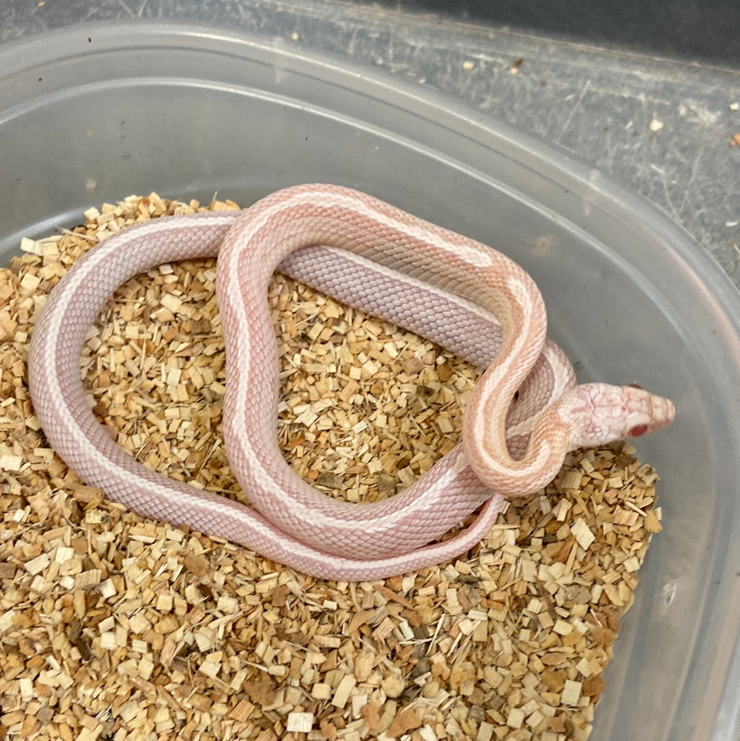 Snow Motley Sunkissed Tessera Cornsnake- Male #2022M01