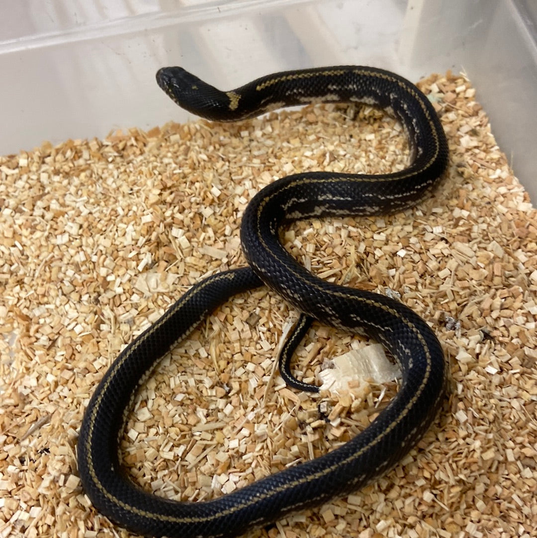 Het Lavender Snow California Kingsnakes 2022 Male M02