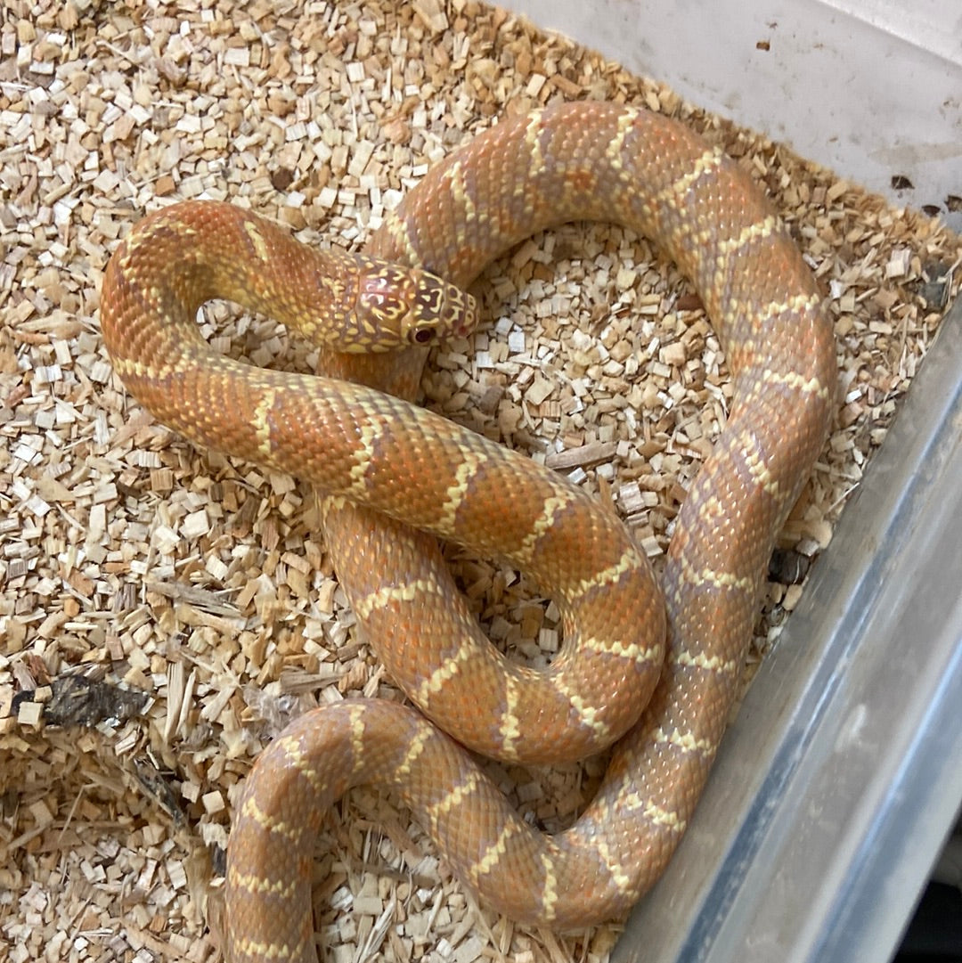 Albino Jelly Brooks Kingsnakes- 2021 M01