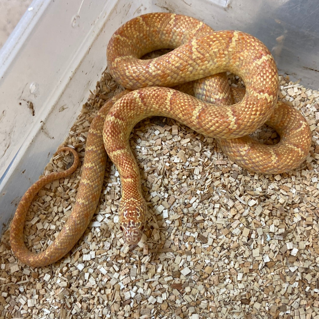 Albino Jelly Brooks Kingsnakes- 2021 M02