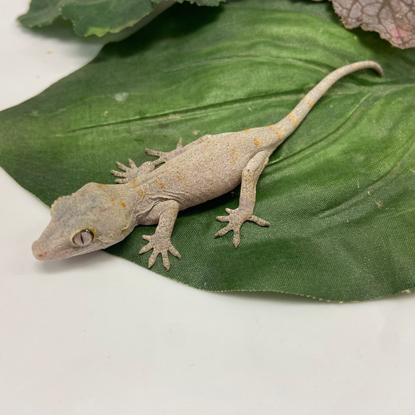 Low Expression Orange Blotched Reticulated Gargoyle Gecko - Unsexed #LCS231