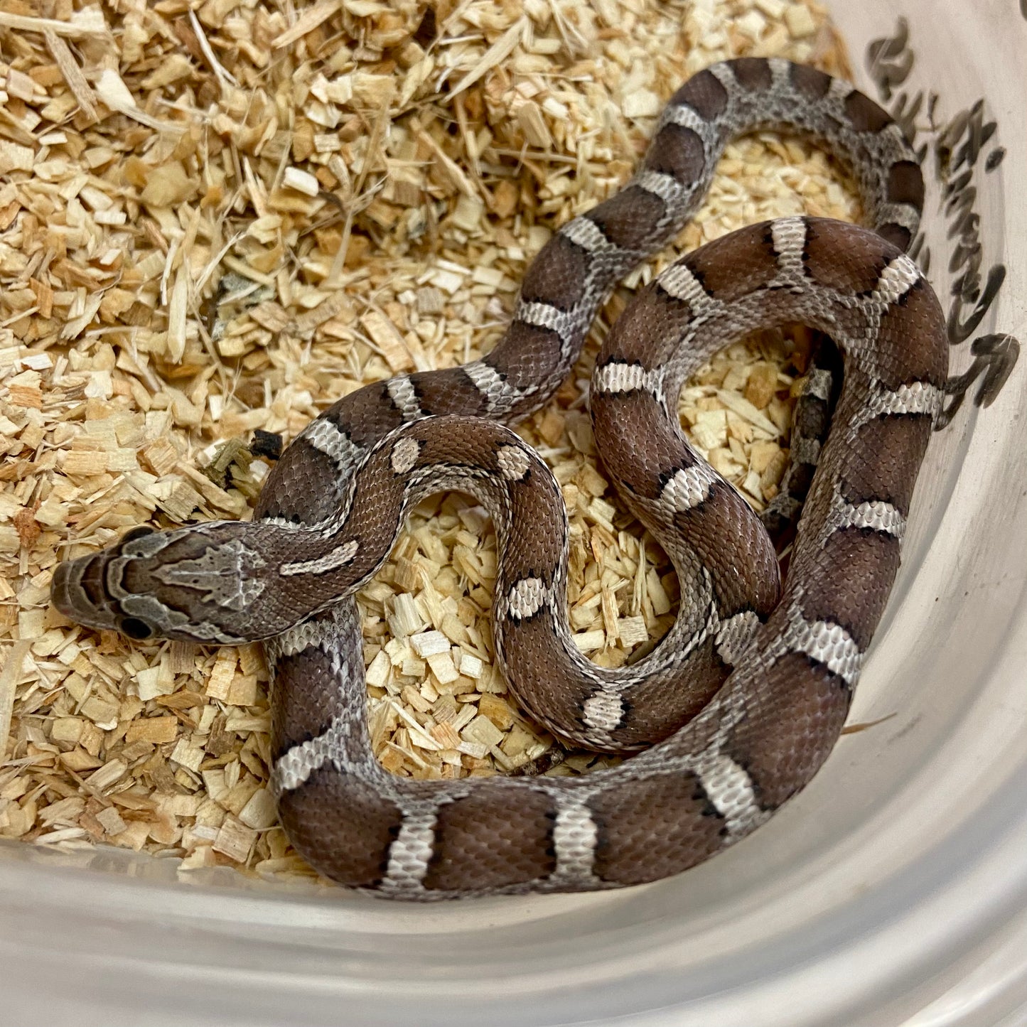 Granite Het Scaleless Cornsnake- 2022 Male