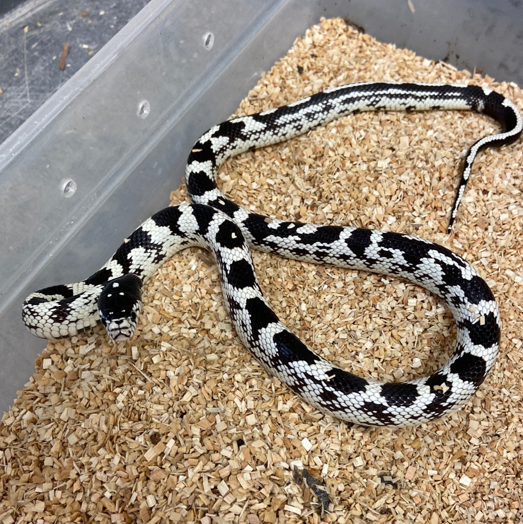 Aberrant Black & White California Kingsnake 2022 Male M04