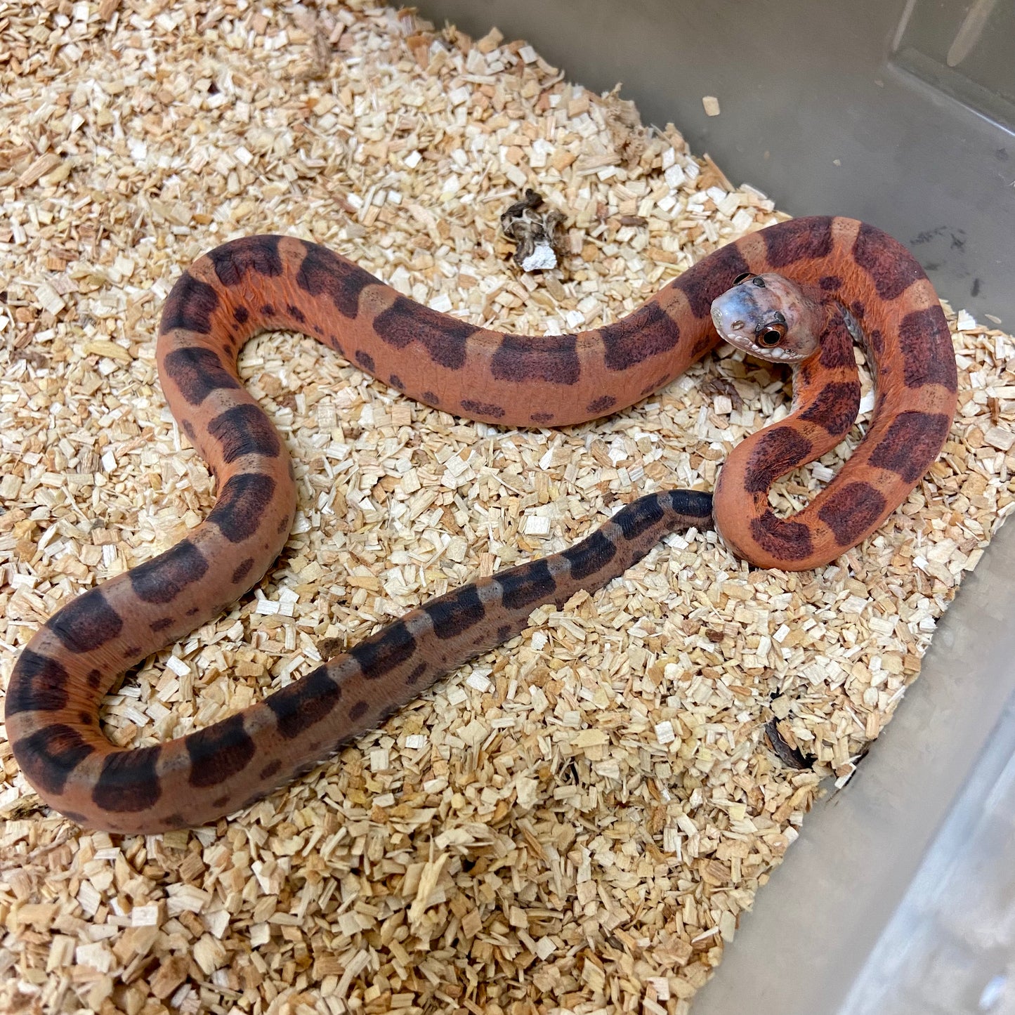 Scaleless Texas Ratsnake Male #2022M22