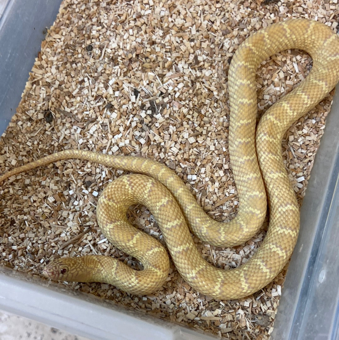 Albino Jelly Brooks Kingsnakes- 2021 M03