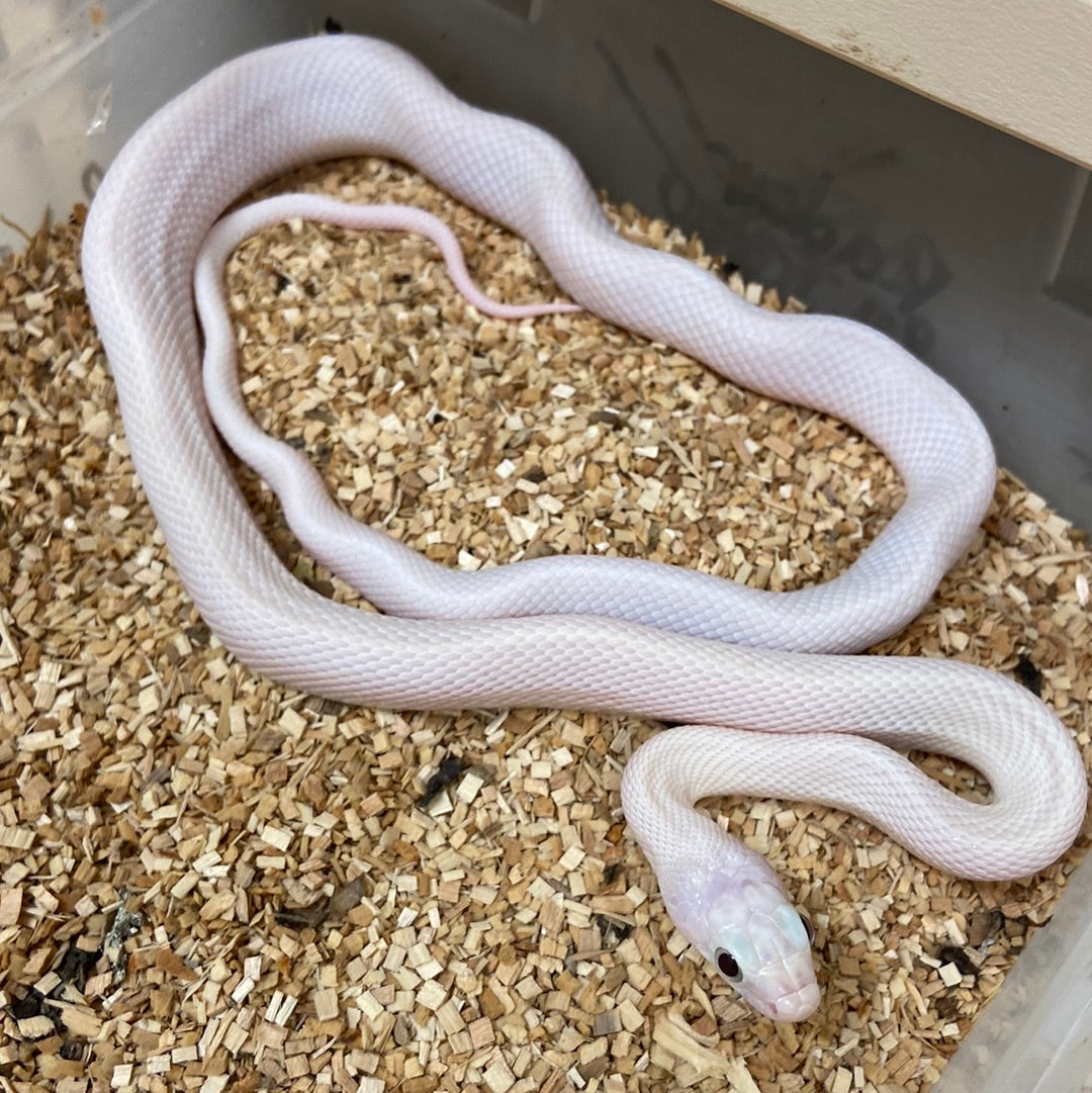 Leucistic Texas Ratsnake 2022 Male M01