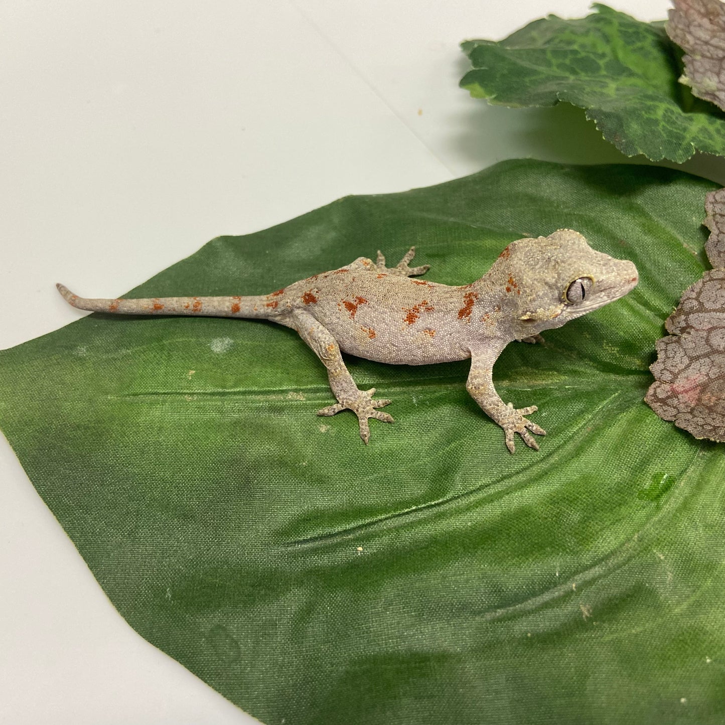 Orange Blotched Reticulated Gargoyle Gecko- Pos Female #AN231