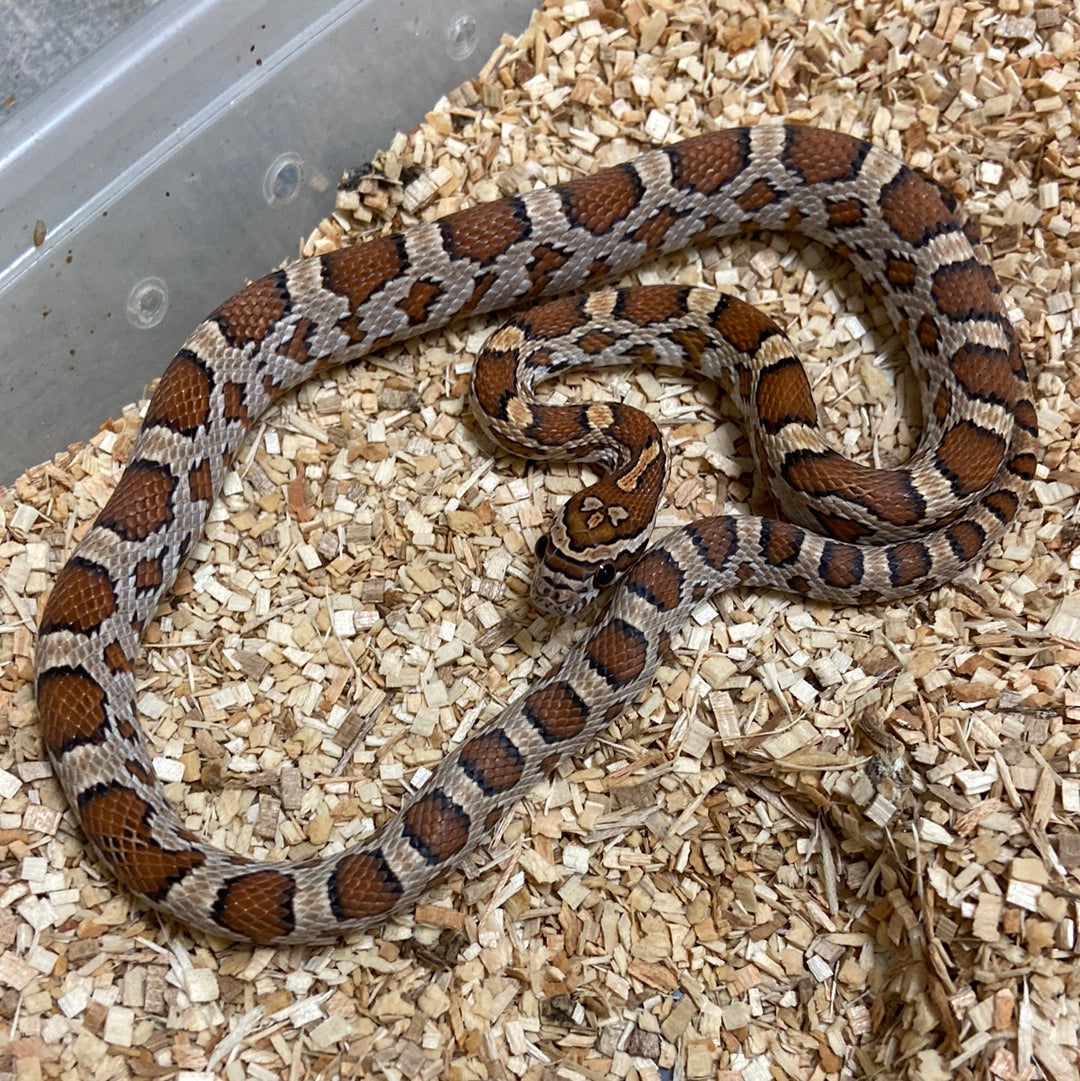 Het Scaleless Corn Snake 2022 Male M01