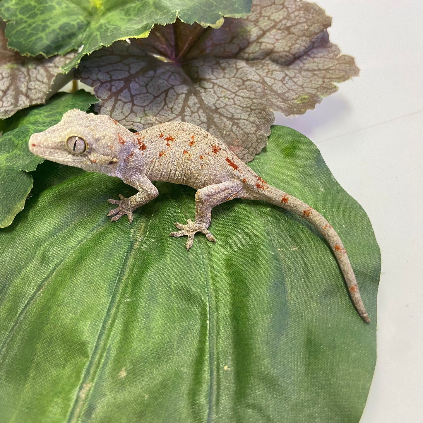 Orange Blotched Reticulated Gargoyle Gecko- Pos Female #AN231
