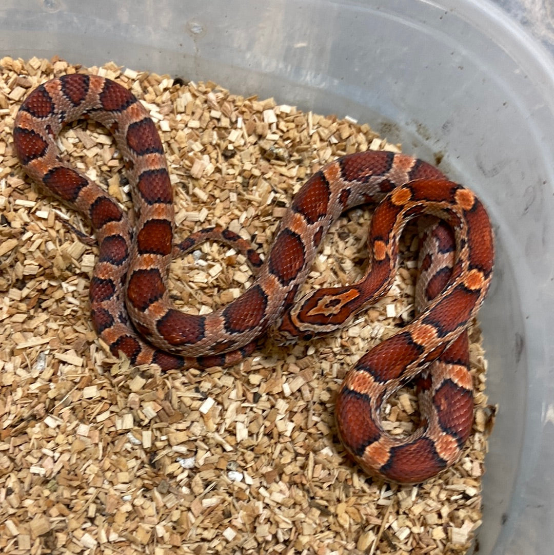 Okeetee Het Scaleless -Cornsnake 2022 F02