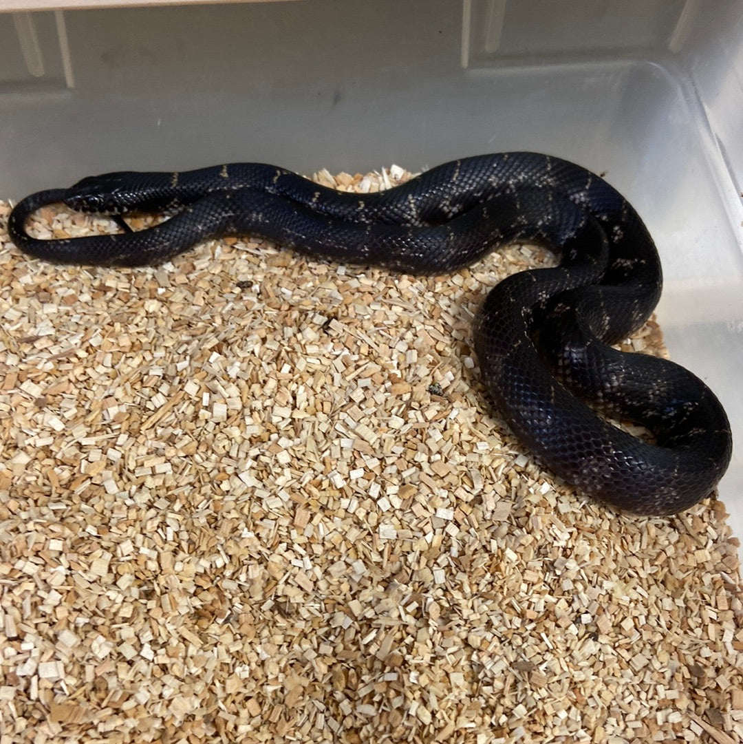 Het Lavender Snow California Kingsnakes 2022 Female F01
