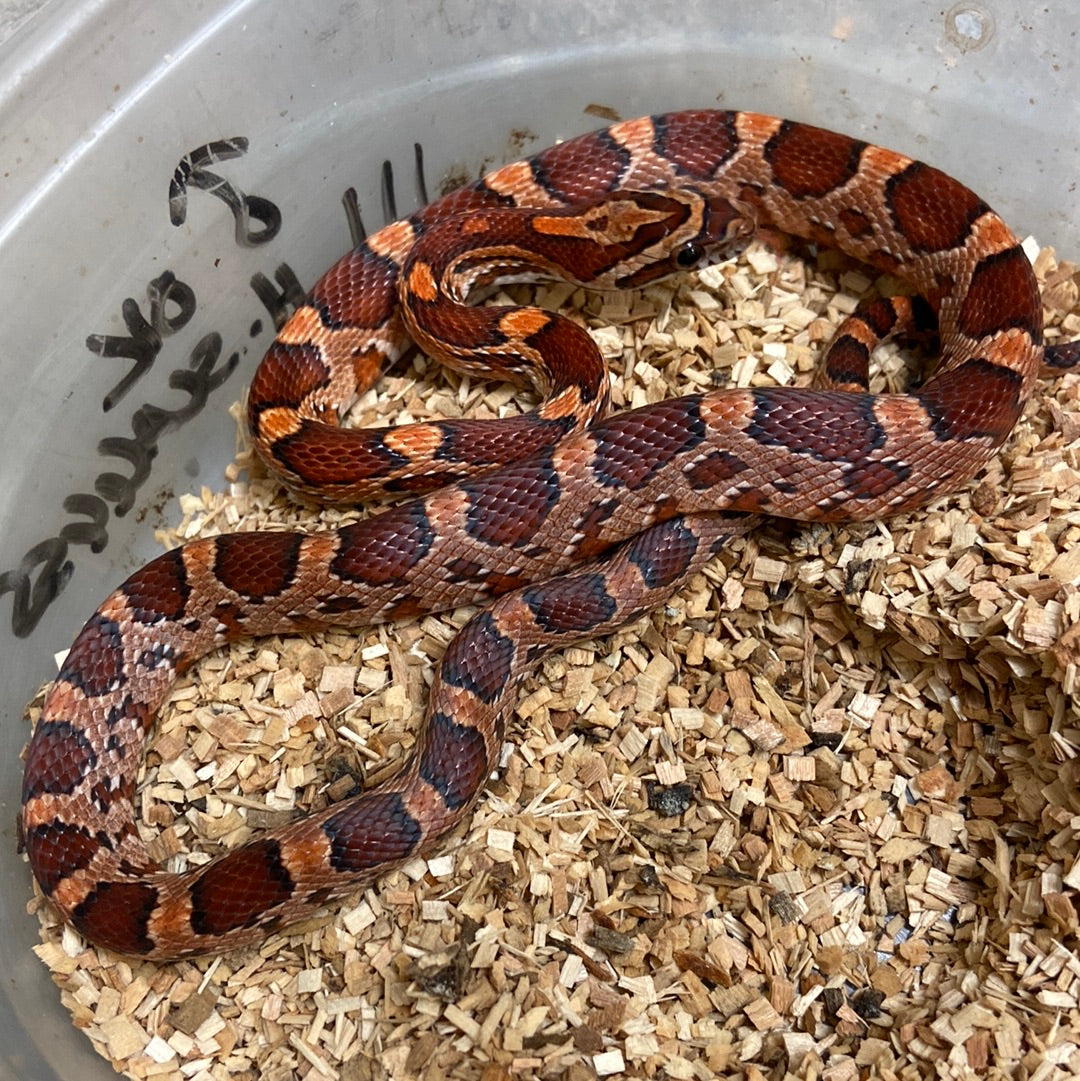 Okeetee Het Scaleless -Cornsnake 2022 M05