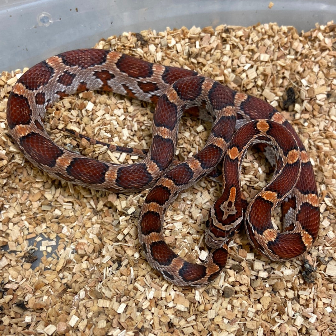Okeetee Het Scaleless -Cornsnake 2022 F06