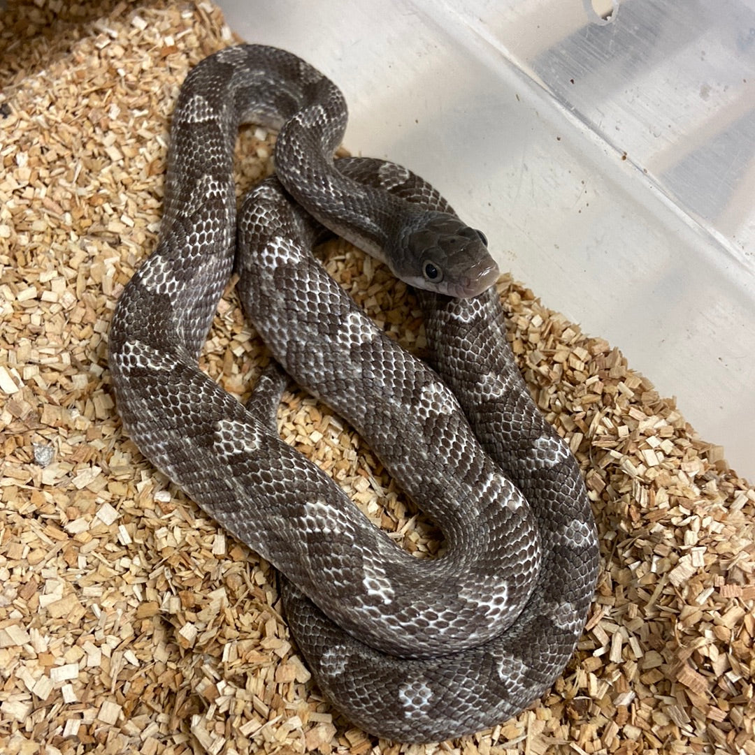 Anerythristic Texas Ratsnake Female #2022F04