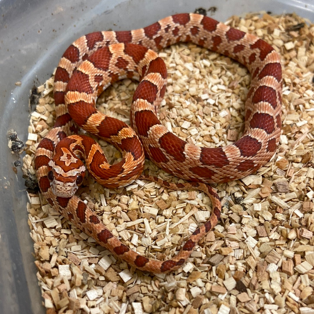 Hypo Cornsnake 2022 Male