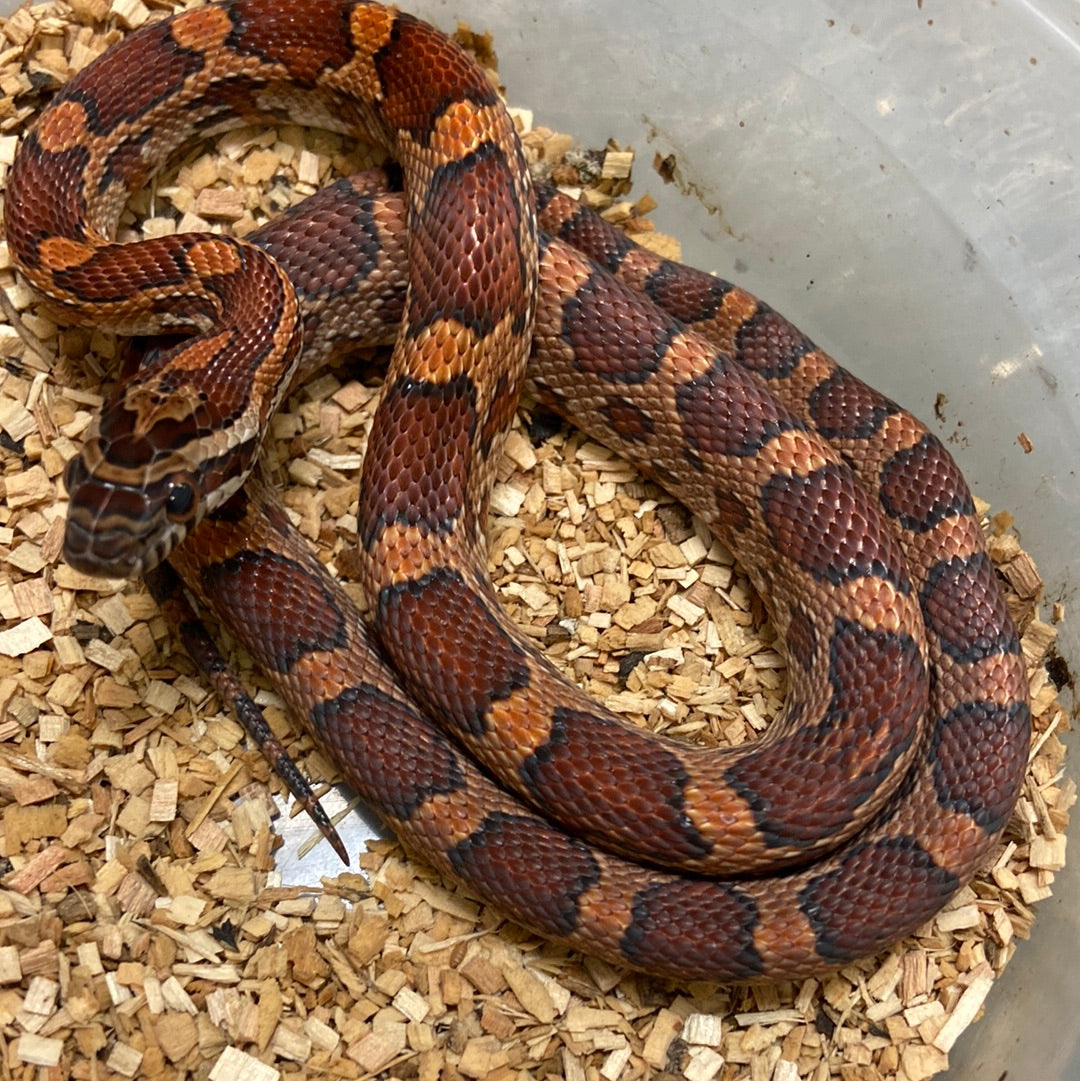 Okeetee Het Scaleless -Cornsnake 2022 F04