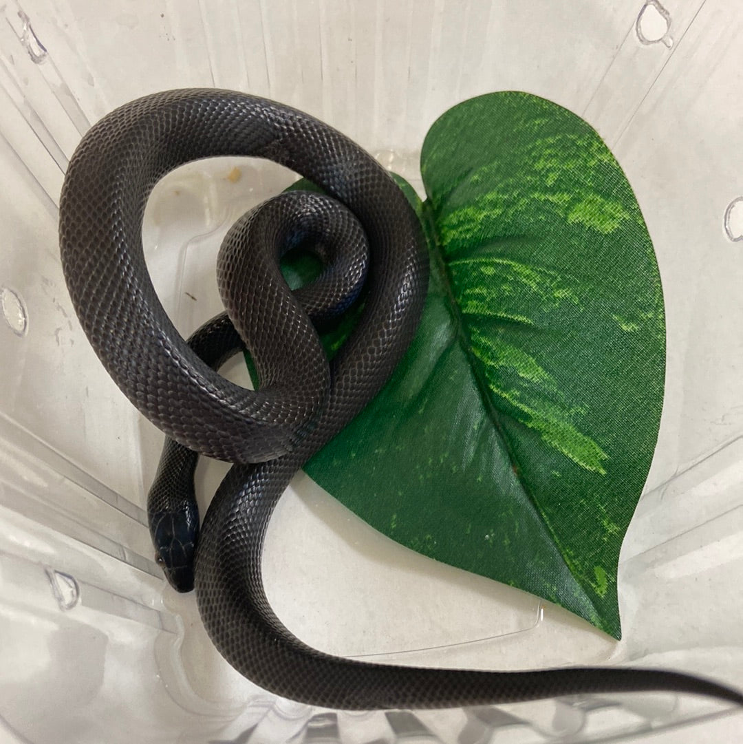 Black African House Snake 2022 Female F01