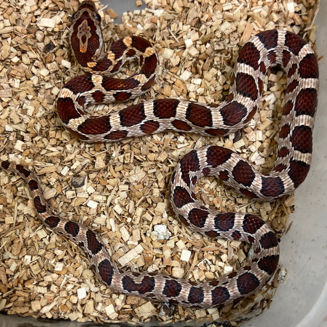 Het Albino & Scaleless Corn snake 2022 Male