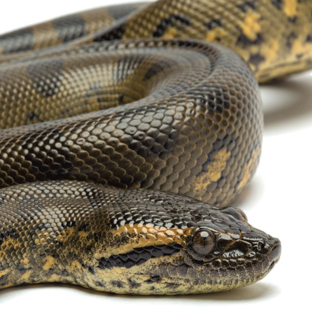 Green Anacondas