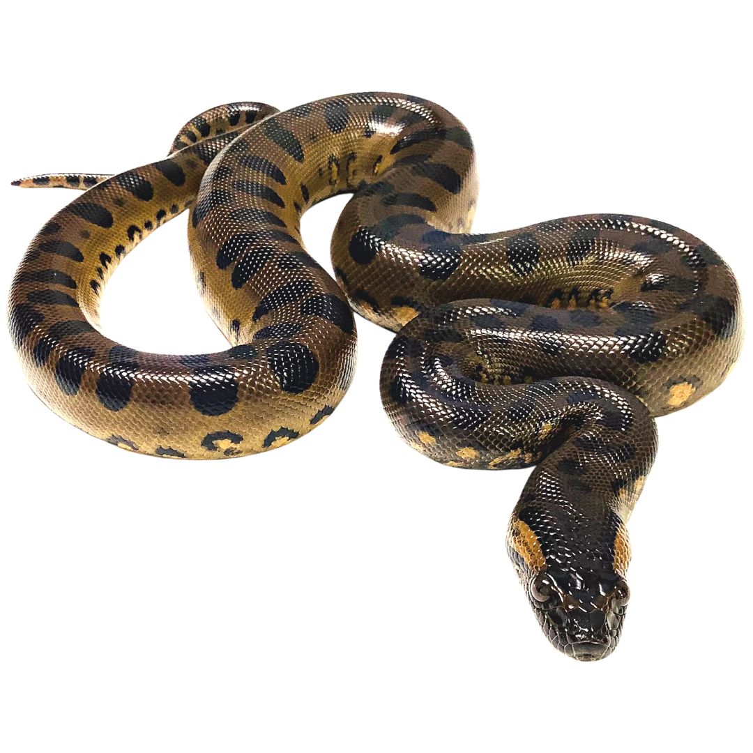 Green Anacondas