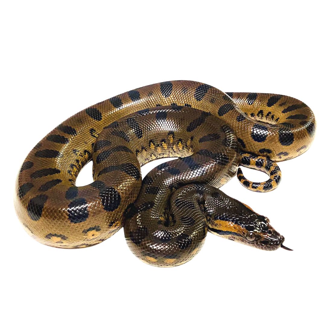 Green Anacondas