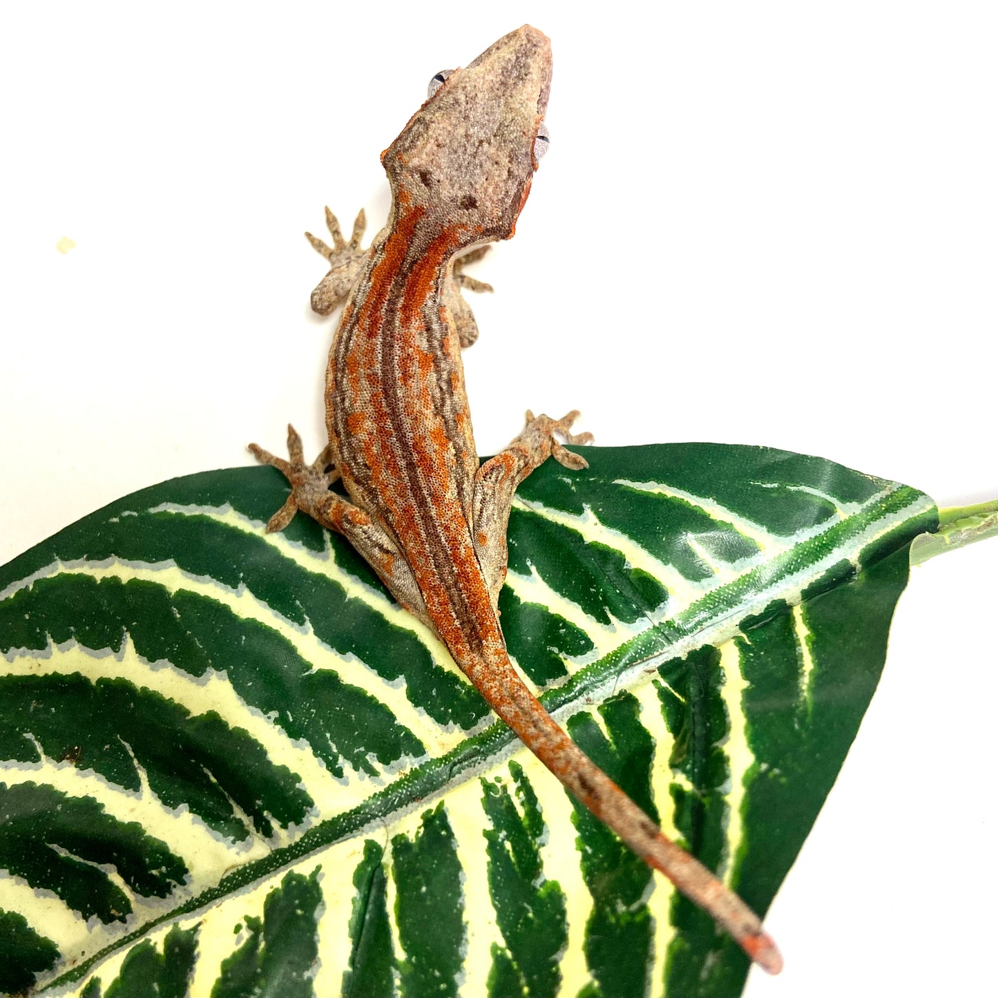 Aberrant Red/Orange Super Stripe W/ Red Spectales Gargoyle Gecko - Unsexed #RB01 top view