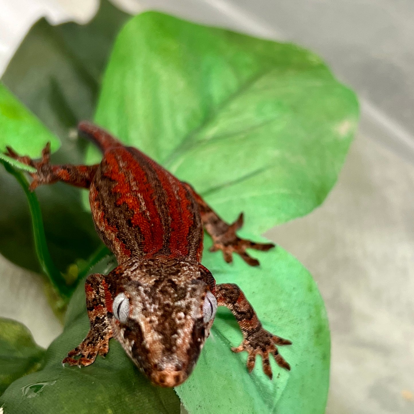 Red Stripe Gargoyle Gecko-Male - #LR02