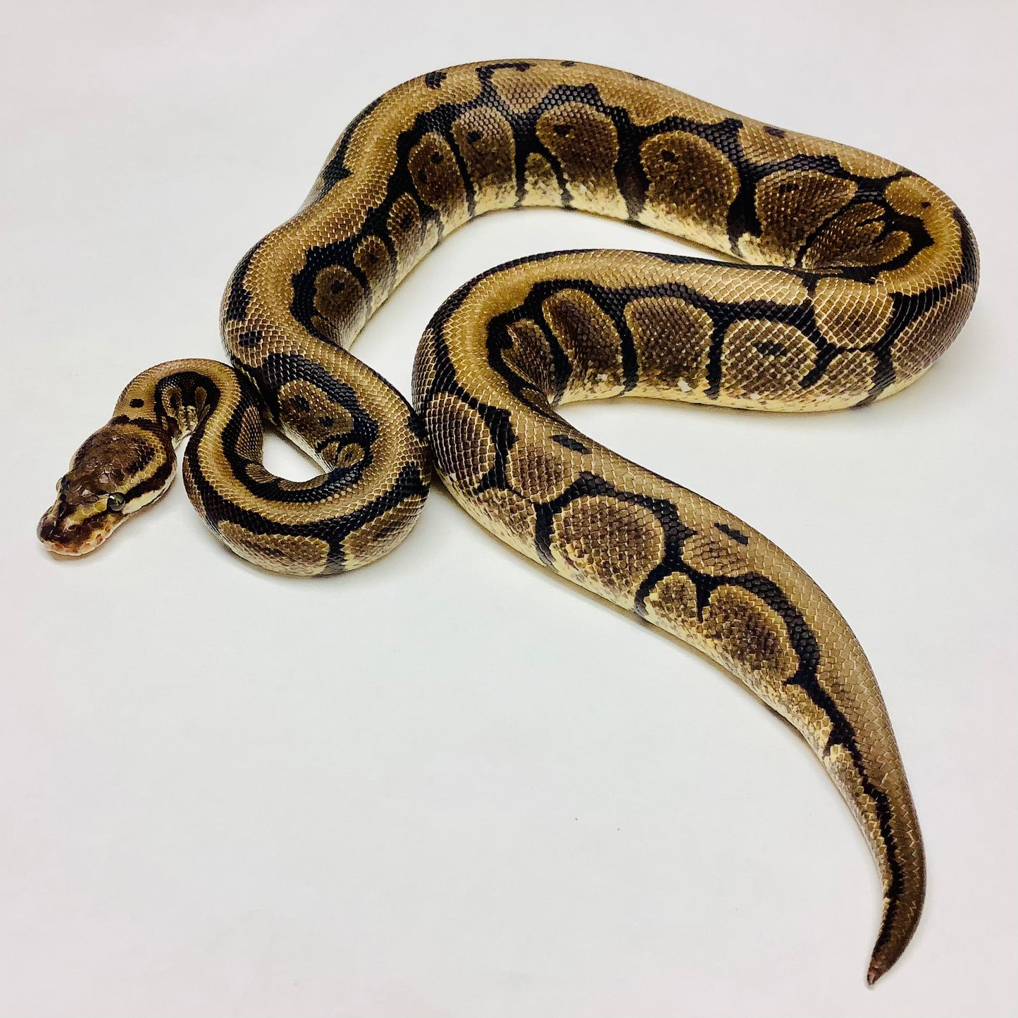 Mahogany Spider Ball Python -Male #2020M03-1