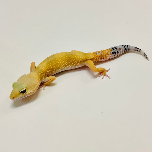 Super Hypo Tangerine Carrot Tail Baldy W/Y Leopard Gecko Female-#B-L6-62820-1
