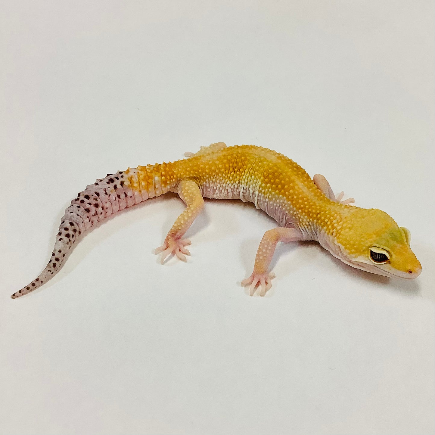 Super Hypo Tangerine Baldy W/Y Leopard Gecko Female B-L5-81320-1