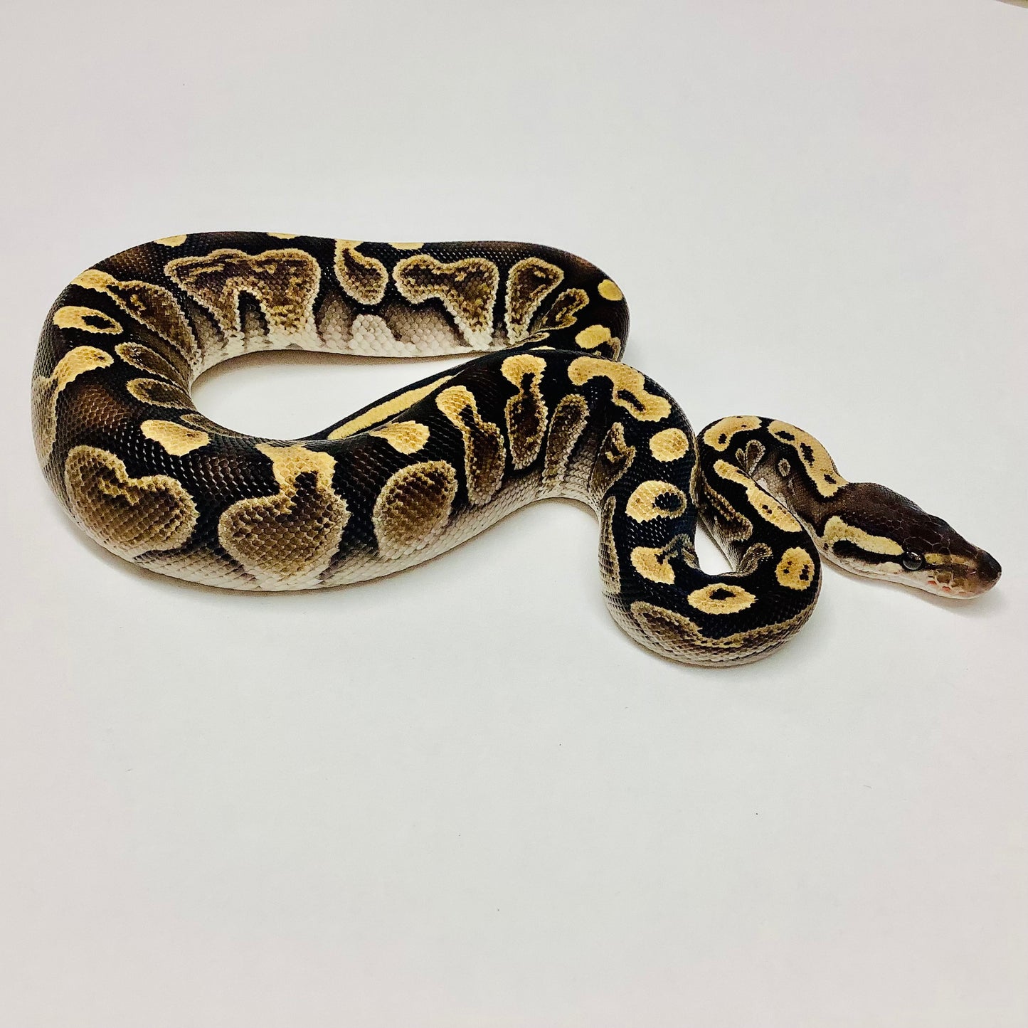 GHI Het Russo Ball Python - Male #2021M02