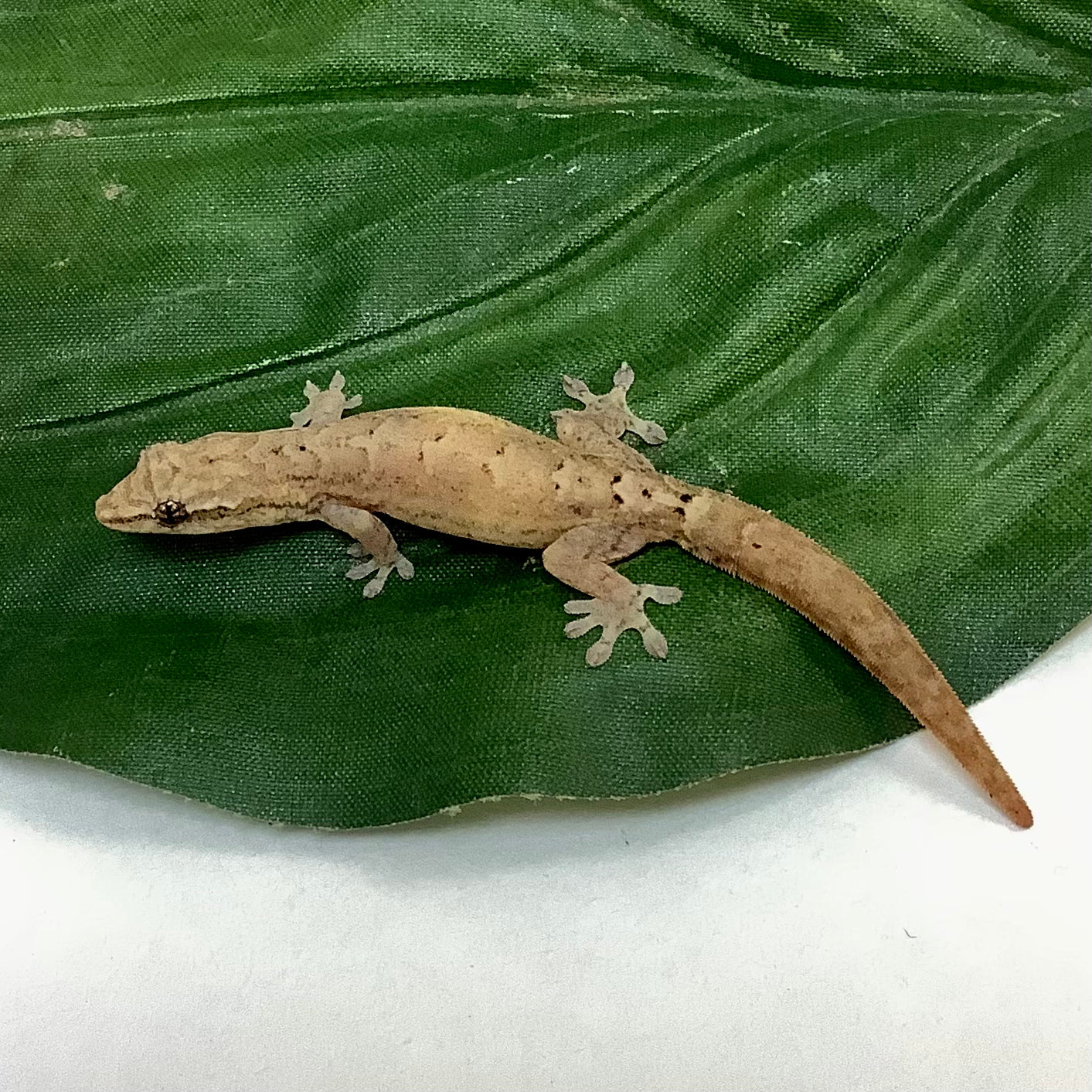 Mourning Geckos 2025