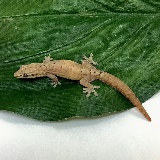 Mourning Geckos 2025