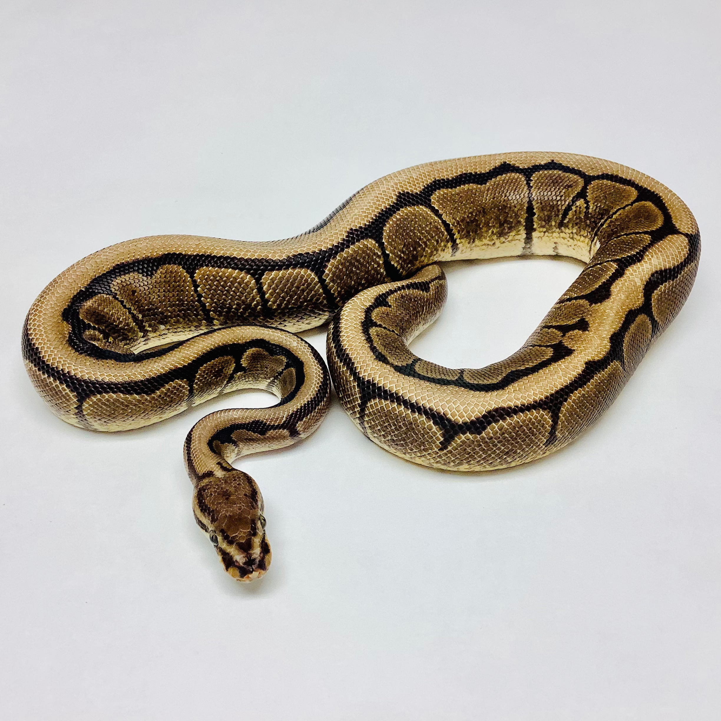 Spider ball best sale