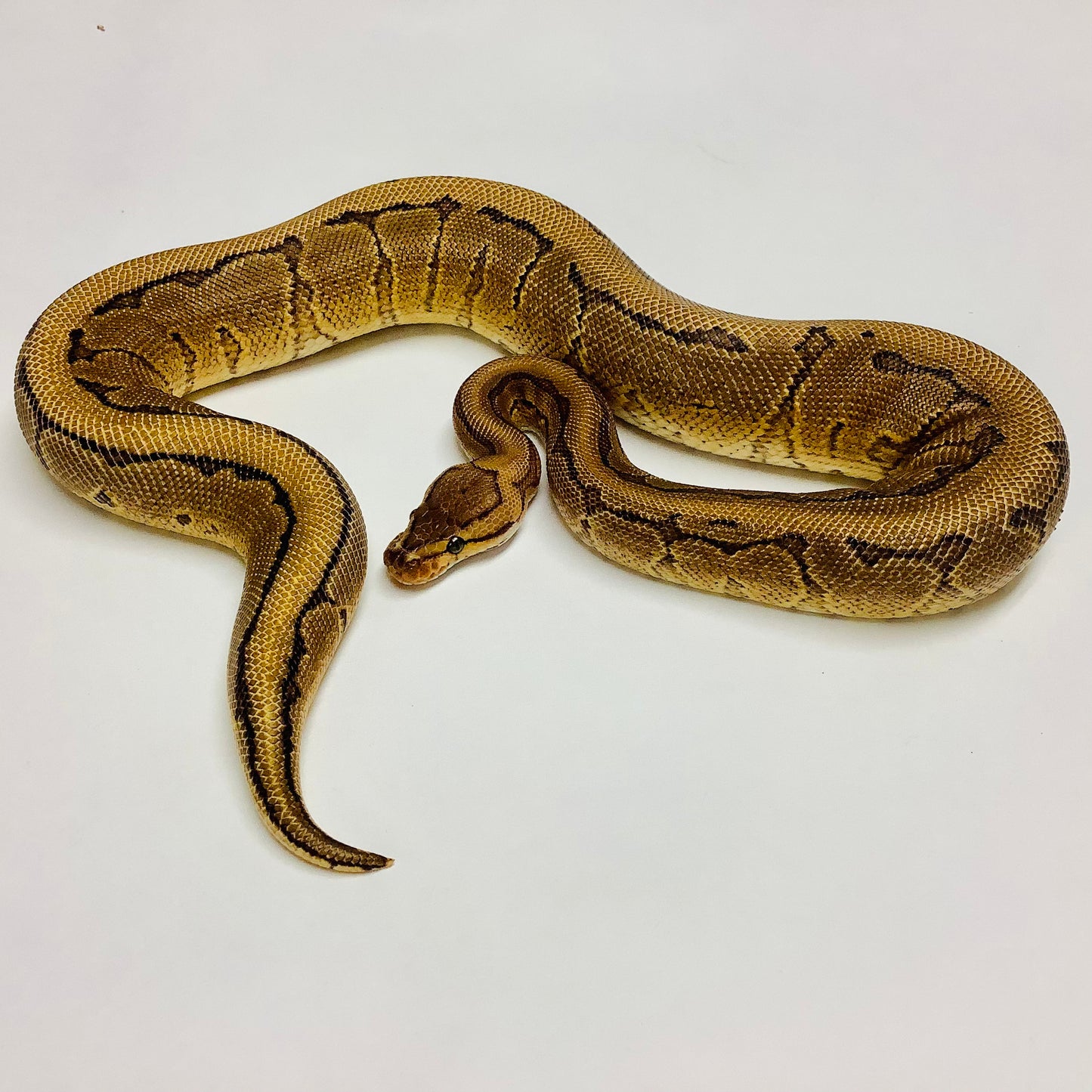 Pinstripe Red Stripe Yellowbelly Ball Python - Male #2021M01-1
