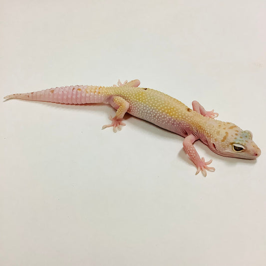 Super Hypo Mack Snow Tremper Albino W/Y Leopard Gecko Female F-F7-73020-1