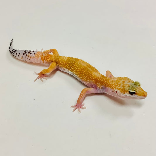 Super Hypo Tangerine W/Y Leopard Gecko-Female- #F-L1-90520-1
