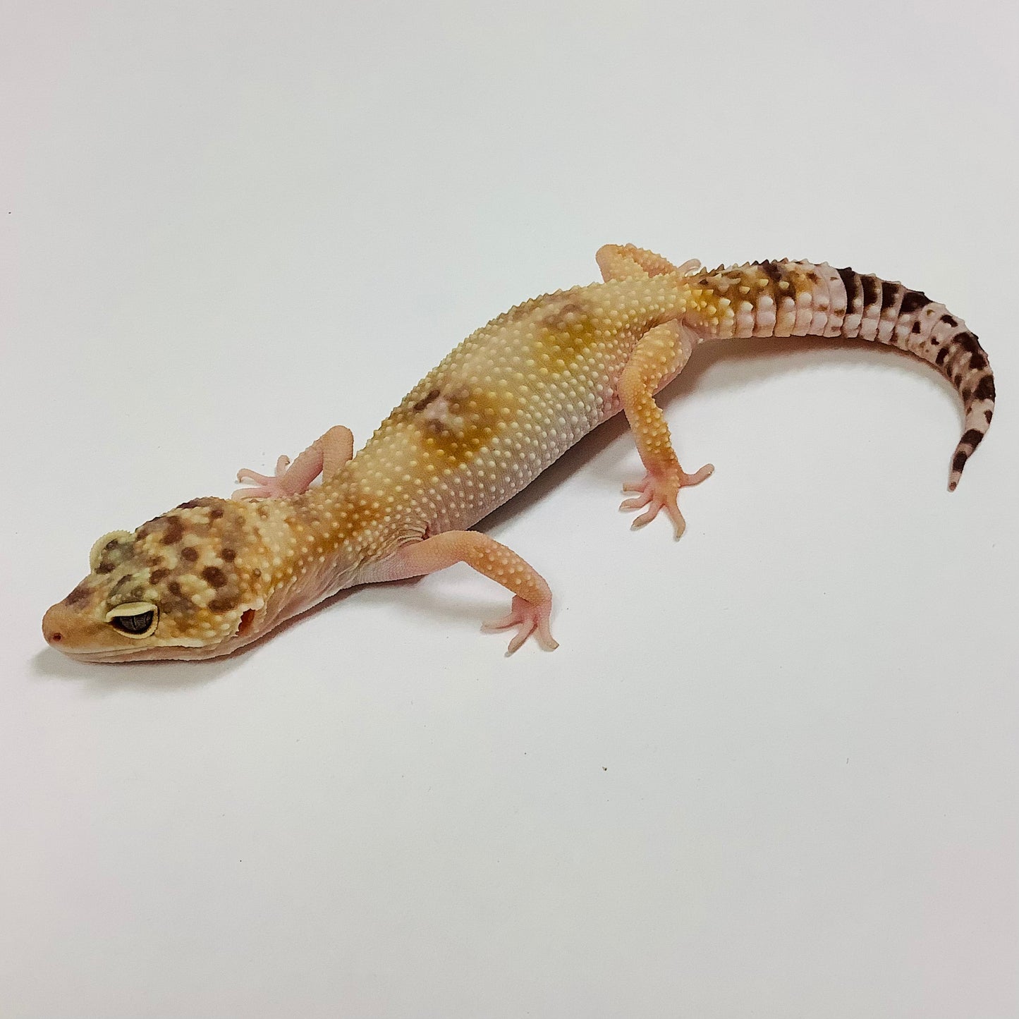 Snow Glow W/Y Leopard Gecko- Female #F-F2-101918-1