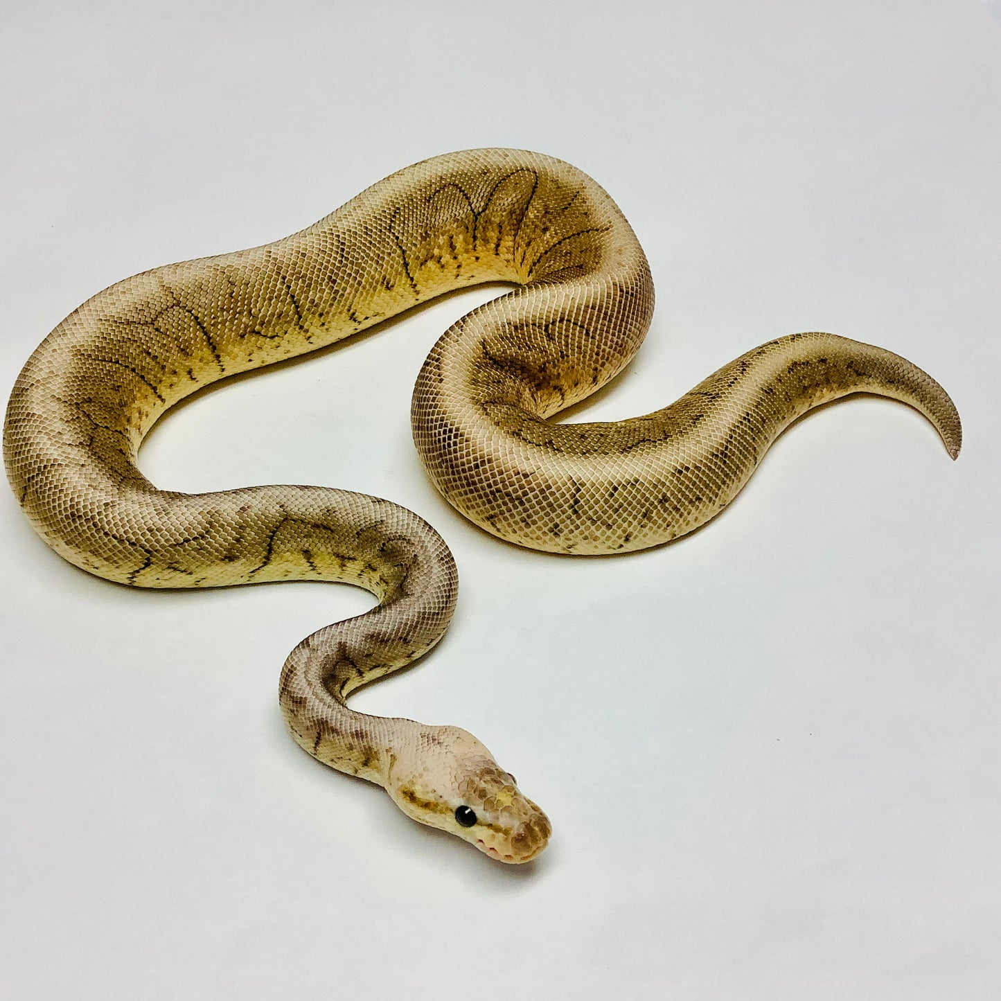 Black Pewter Pinstripe Woma Ball Python Male 2020M01