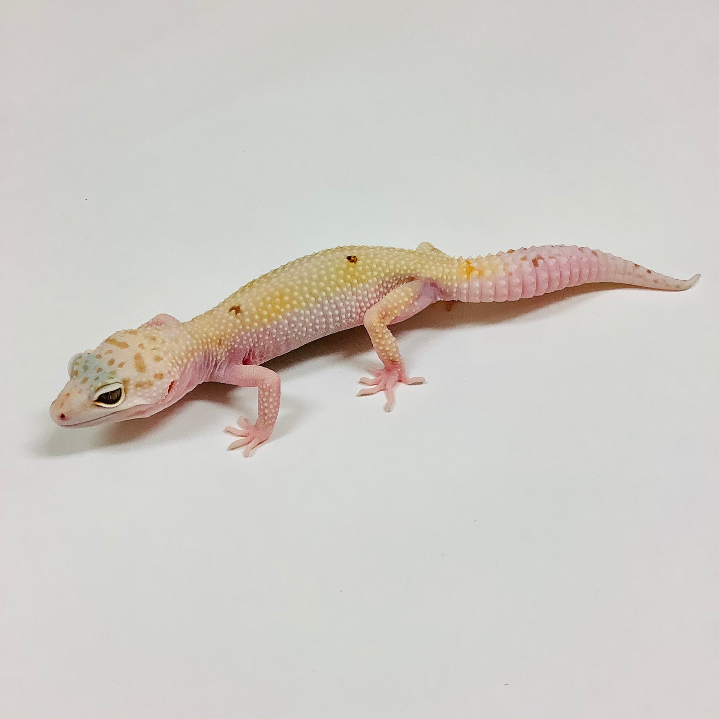 Super Hypo Mack Snow Tremper Albino W/Y Pos Het Eclipse Leopard Gecko Female #F-F7-73020-1