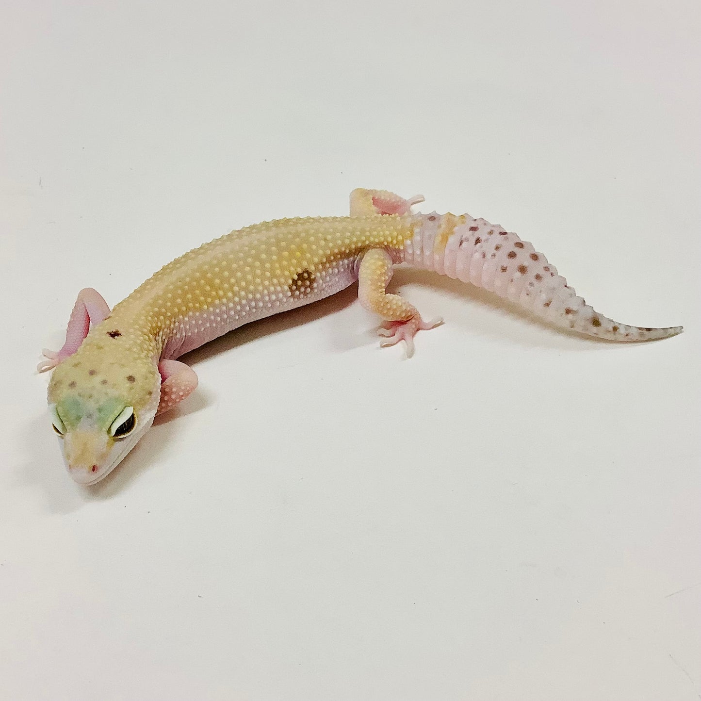 Super Hypo Tangerine W/Y Leopard Geckos- (TSF)-#TB-J-S8-80519-1