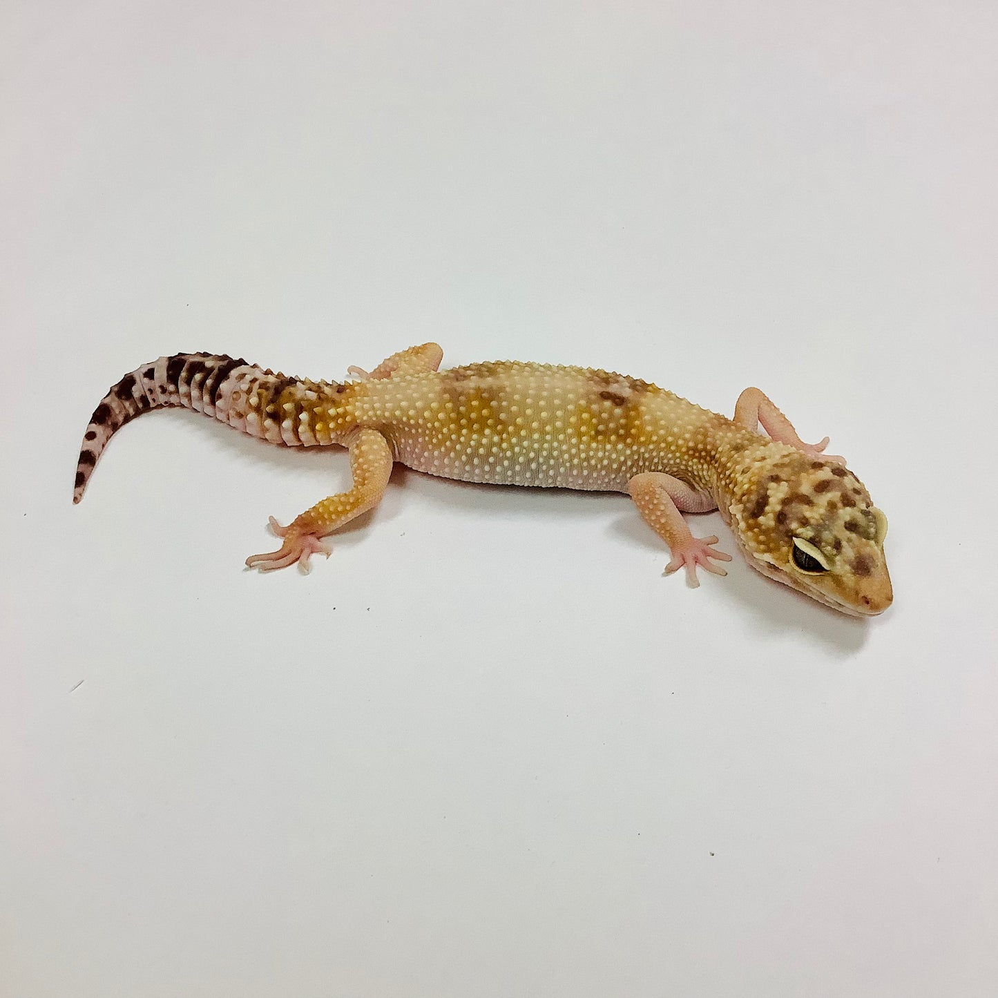 Snow Glow W/Y Leopard Gecko- Female #F-F2-101918-1