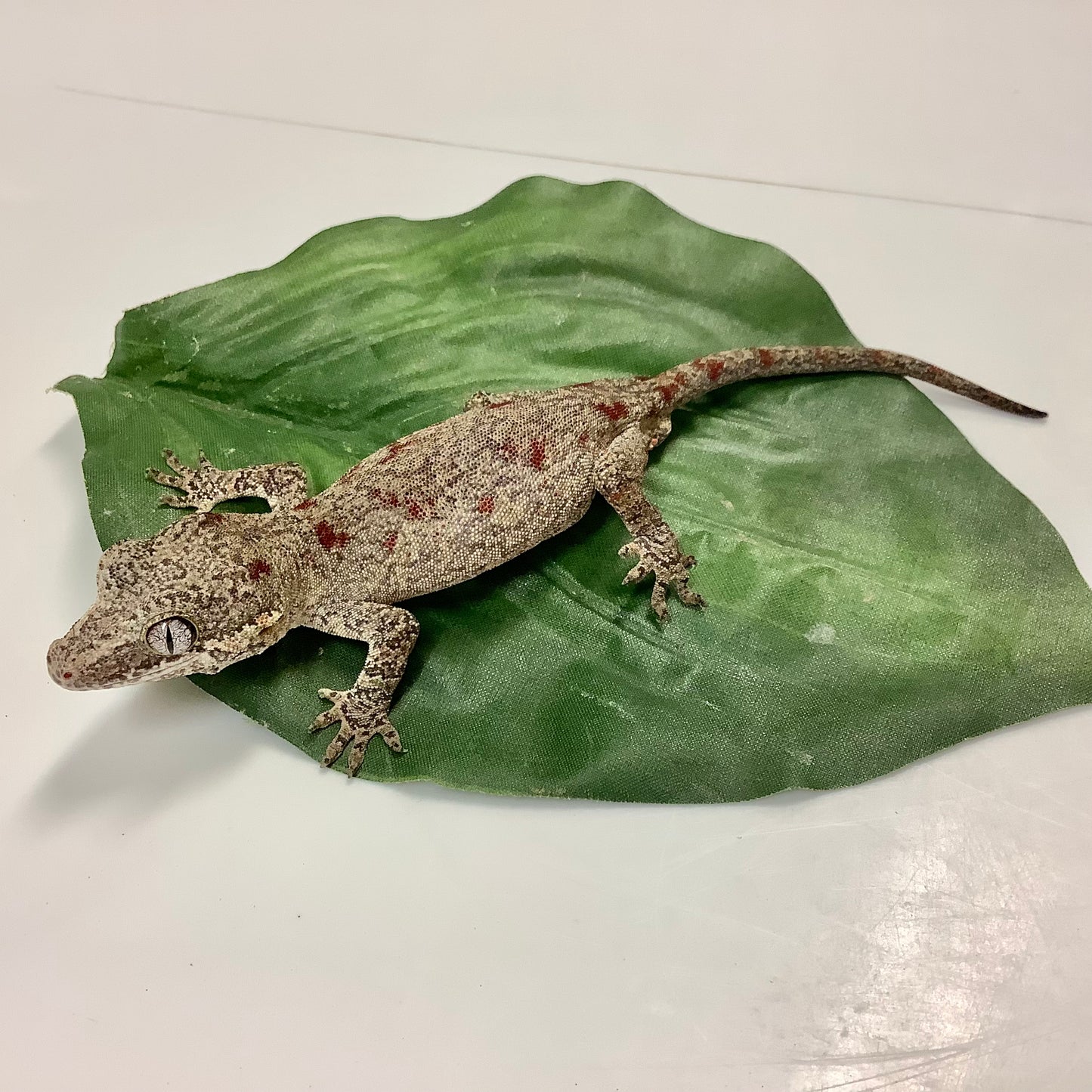 Red Blotched Reticulated Gargoyle Gecko 2021 Male AS01
