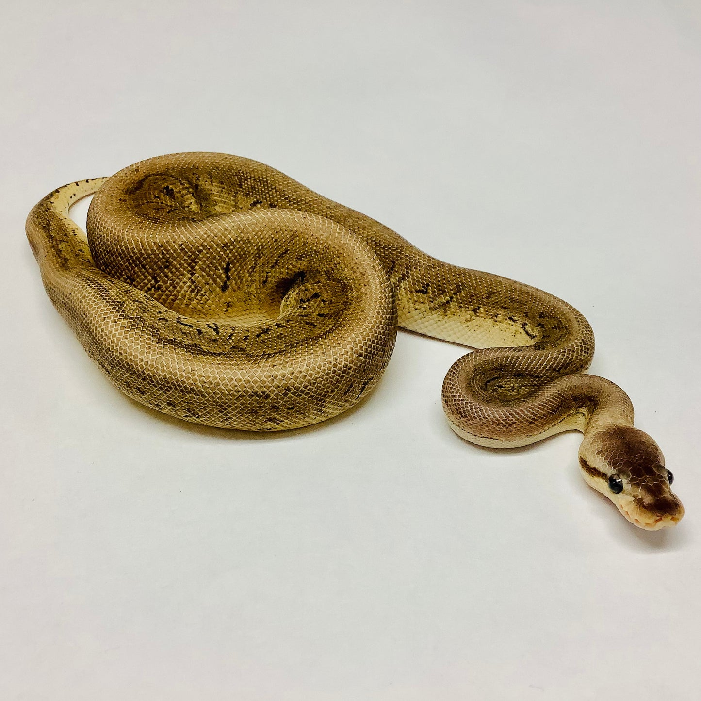 Black Pewter Cypress Pinstripe Ball Python Male 2021M01