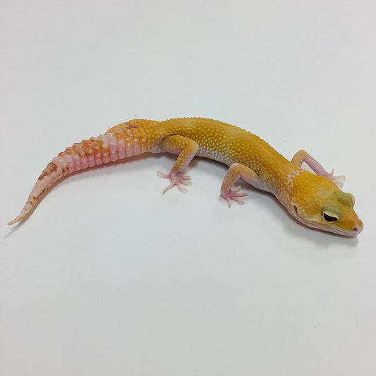 Raptor W/Y Leopard Gecko Male G-H1-61421-1